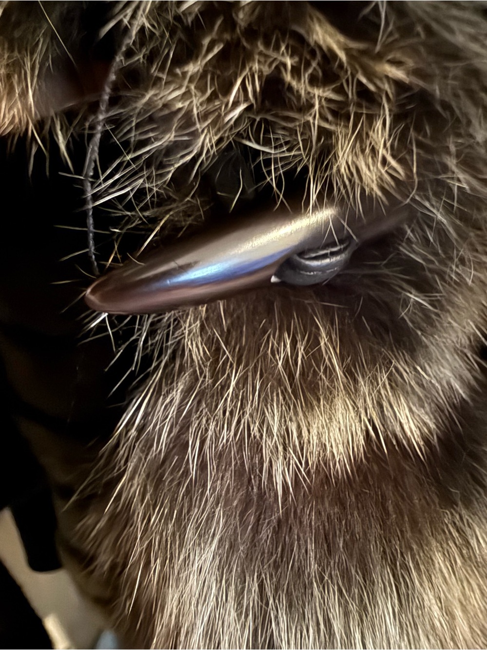 Black Lamb Shearling Coat with Fox Fur Trim - Picture 10 of 10